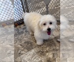 Small #4 Coton de Tulear