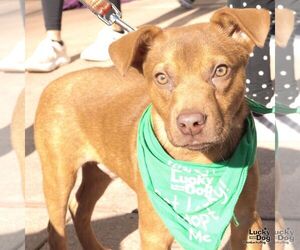 Retriever -Unknown Mix Dogs for adoption in Washington, DC, USA