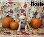Puppy Rosie Golden Retriever