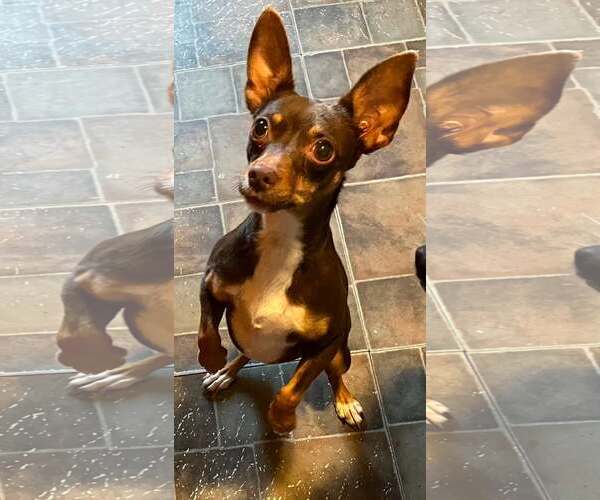 Medium Photo #1 - Mix Puppy For Sale in Landenberg, PA, USA
