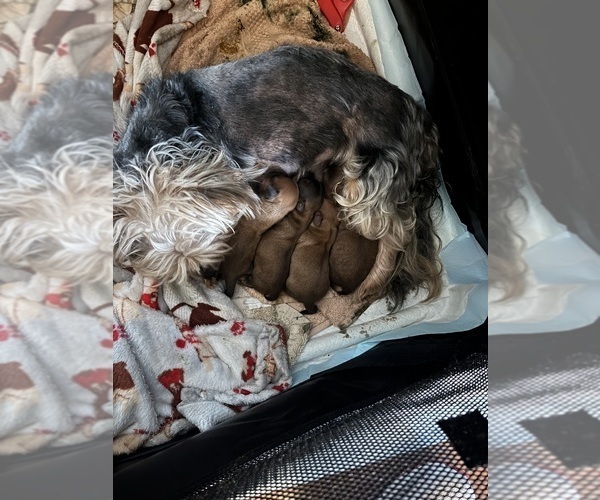 Medium Photo #1 YorkiePoo Puppy For Sale in FAYETTEVILLE, NC, USA
