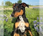 Small #3 Doberman Pinscher Mix