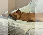 Small #10 Jack Russell Terrier Mix