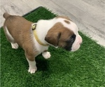 Small Photo #1 Boxer Puppy For Sale in AZUSA, CA, USA