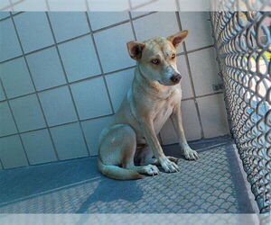 Labrador Retriever Dogs for adoption in Corpus Christi, TX, USA