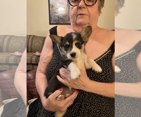 Medium Photo #12 Pembroke Welsh Corgi Puppy For Sale in LONDON, KY, USA