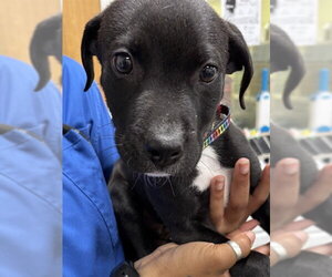 Mutt Dogs for adoption in Forestville, MD, USA