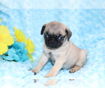 Small #2 Pug