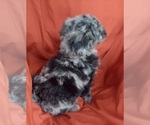 Small Photo #6 Bernedoodle (Miniature) Puppy For Sale in GOSHEN, IN, USA