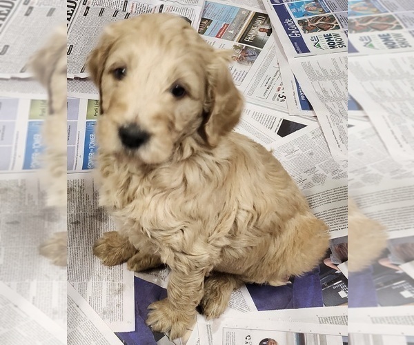 Medium Photo #4 Goldendoodle-Poodle (Standard) Mix Puppy For Sale in ROSCOE, IL, USA