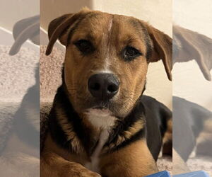 German Shepherd Dog-Unknown Mix Dogs for adoption in Chandler, AZ, USA