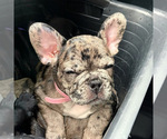 Small Photo #9 French Bulldog Puppy For Sale in GIG HARBOR, WA, USA