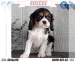 Puppy Roscoe Cavalier King Charles Spaniel