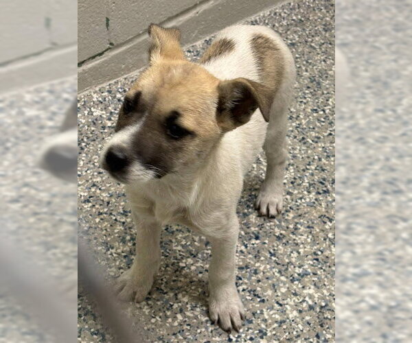 Medium Photo #3 Rat Terrier-Unknown Mix Puppy For Sale in Oakhurst, NJ, USA