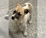 Small #2 Rat Terrier Mix