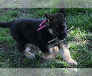 German Shepherd Dog Puppy for sale in OAK GROVE, OR, USA