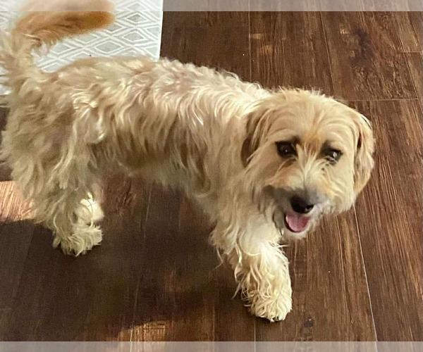 Medium Photo #2 Mutt Puppy For Sale in Holly Springs, NC, USA