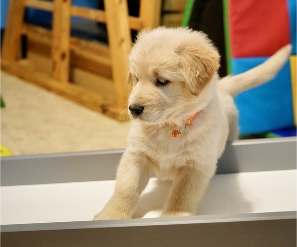 Medium Photo #8 Golden Shepherd Puppy For Sale in MARLBOROUGH, NH, USA