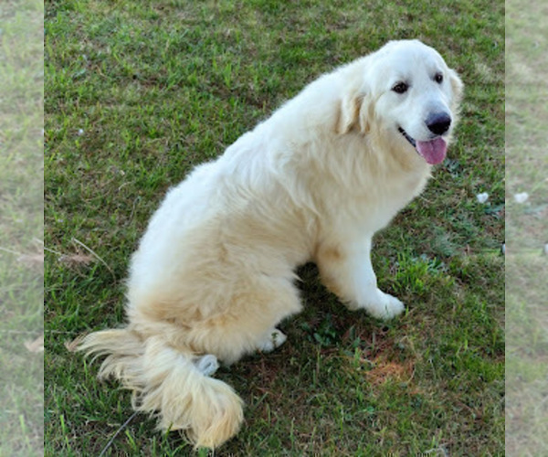 Medium Photo #1 English Cream Golden Retriever Puppy For Sale in BARNWELL, SC, USA