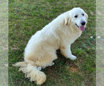 Small Photo #1 English Cream Golden Retriever Puppy For Sale in BARNWELL, SC, USA