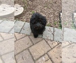 Small Photo #5 ShihPoo Puppy For Sale in SOUTH ORANGE, NJ, USA