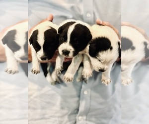 Texas Heeler Puppy for sale in GOLDTHWAITE, TX, USA
