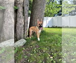 Small #4 Mutt