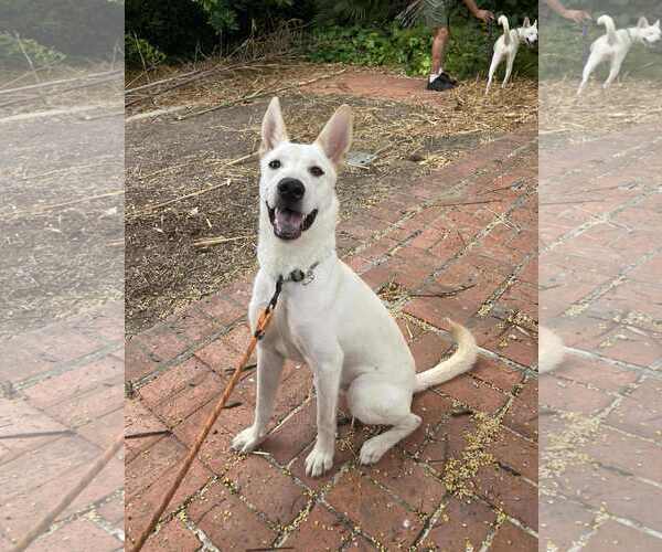 Medium Photo #6 German Shepherd Dog-Unknown Mix Puppy For Sale in San Diego, CA, USA