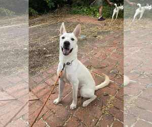 GURU - Male German Shepherd Dog-Unknown Mix Dog for Adoption - Photo #6