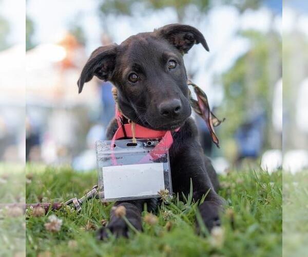 Medium Photo #14 Labrador Retriever-Unknown Mix Puppy For Sale in San Diego, CA, USA