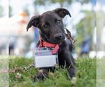 Small #13 Labrador Retriever Mix