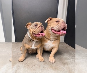 Father of the English Bulldog puppies born on 07/10/2026