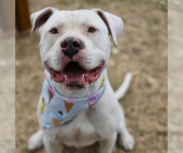 Medium Photo #1 American Staffordshire Terrier-Unknown Mix Puppy For Sale in San Antonio, TX, USA