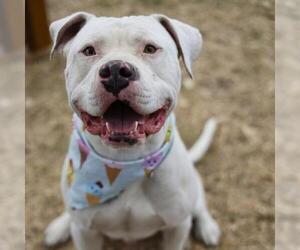 American Staffordshire Terrier-Unknown Mix Dogs for adoption in San Antonio, TX, USA