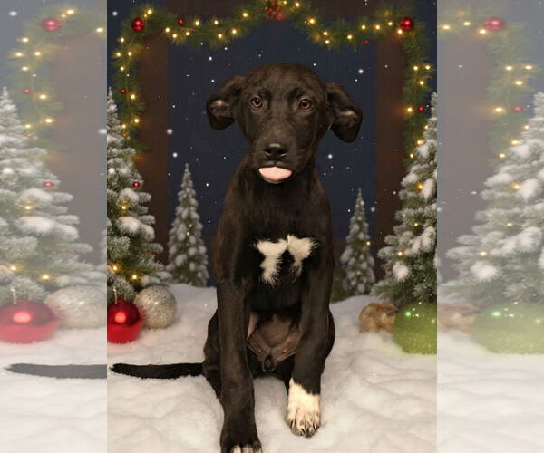 Medium Photo #3 Mutt Puppy For Sale in Royal Palm Beach, FL, USA