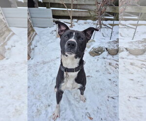 American Pit Bull Terrier-Chow Chow Mix Dogs for adoption in Techny, IL, USA