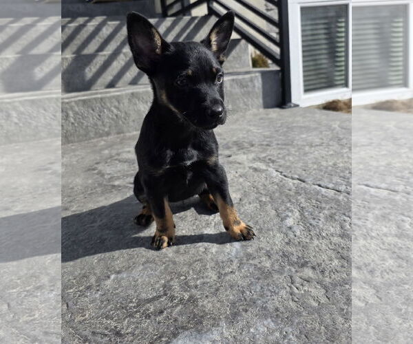 Medium Photo #1 Australian Kelpie-Unknown Mix Puppy For Sale in MIDWAY, UT, USA