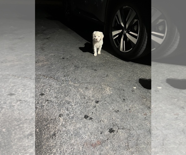 Medium Photo #3 Labradoodle Puppy For Sale in MERIDEN, CT, USA