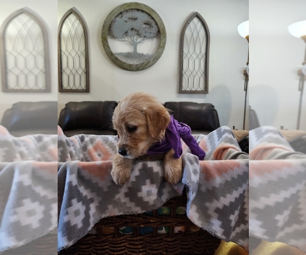 Medium Photo #1 Golden Retriever Puppy For Sale in BURKBURNETT, TX, USA