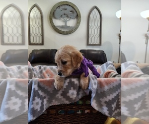 Medium Golden Retriever