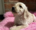 Small Photo #96 Labradoodle Puppy For Sale in LOS ANGELES, CA, USA