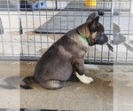 Puppy Puppy 5 Akita