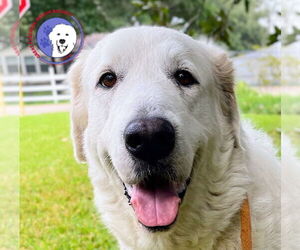 Great Pyrenees Dogs for adoption in Spring, TX, USA