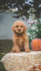 Goldendoodle Puppy for sale in PENFIELD, NY, USA