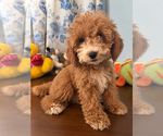 Havapoo puppies - Male Havapoo Puppy for Sale - Photo #19