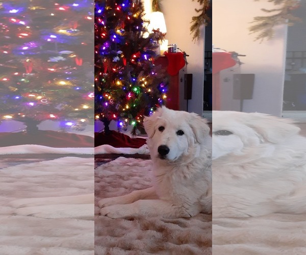 Medium Photo #1 Great Pyrenees Puppy For Sale in Bountiful, UT, USA