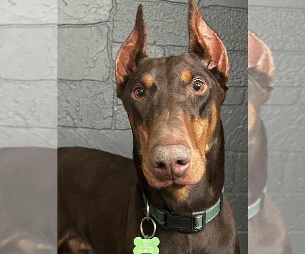 Medium Photo #1 Doberman Pinscher Puppy For Sale in OAK FOREST, IL, USA