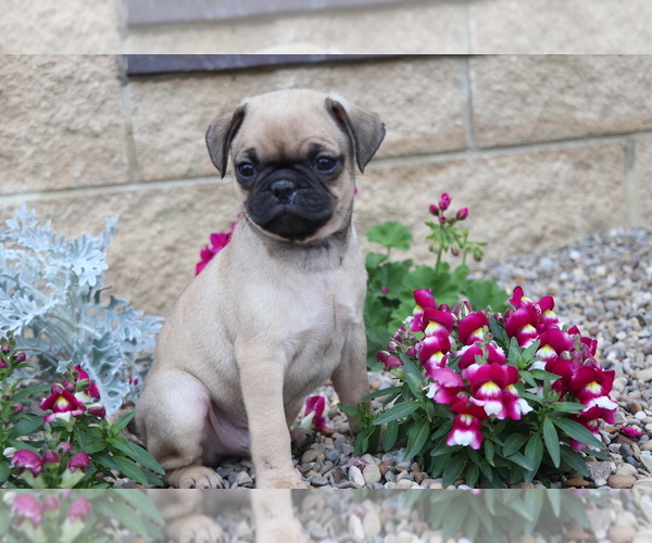 Medium Photo #1 Jug Puppy For Sale in SHILOH, OH, USA