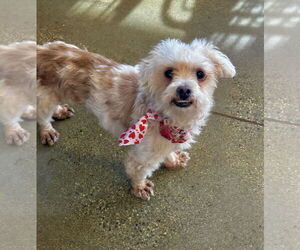 Kevin - Male Maltese-Unknown Mix Dog for Adoption - Photo #2