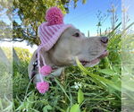 Small #12 American Pit Bull Terrier